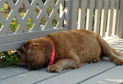 dog